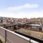 Goudfazant 4 – Foto 3